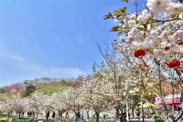 長(zhǎng)沙潯龍河櫻花谷、田漢文化園一日游