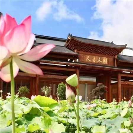 益陽(yáng)天意木國(guó)木文化博物館、金家堤、一碑五館一日游