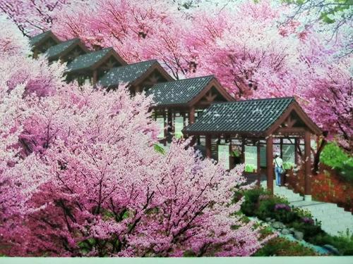長(zhǎng)沙潯龍河櫻花谷、田漢文化園一日游